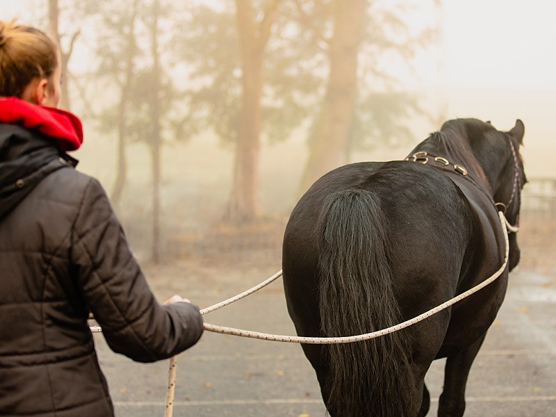 Natural horsemanship