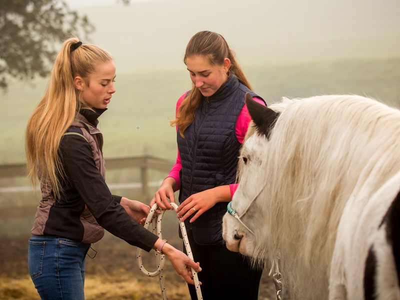 Natural horsemanship